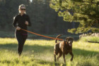 ruffwear roamer bungee dog leash